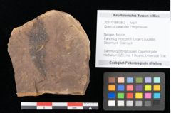 Foto (Objekt + Etikett) von Quercus palaeoilex Ettingshausen (NHMW-GEO-2024-0188-0852)